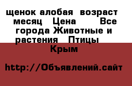 щенок алобая .возраст 1 месяц › Цена ­ 7 - Все города Животные и растения » Птицы   . Крым